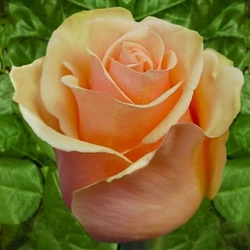 Саженцы чайно-гибрйдной розы Примадонна (Primadonna)