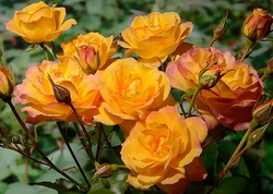 Роза чайно-гибридная Sahara (Сахара)