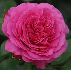 Роза флорибунда 'Baronesse'