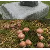 Зарощенный грибной блок маслята