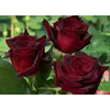 Роза чайно-гибридная Блек Меджик