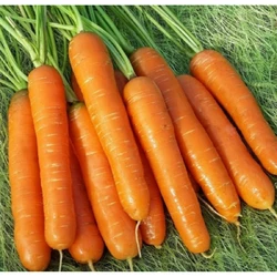 Семена моркови Нантская 0,5 кг