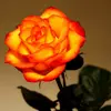 Роза чайно-гибридная "Солнышко"