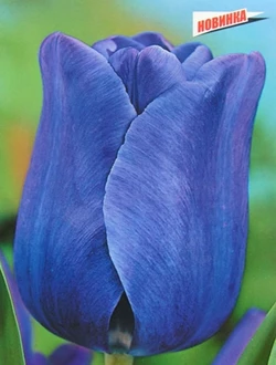 Тюльпан Триумф Blue Aimable 1 шт