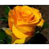 Роза чайно-гибридная Керио (Kerio)