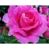 Роза чайно-гибридная Лили Марлен