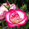 Роза чайно-гибридная Белла Вита (Bella Vita)