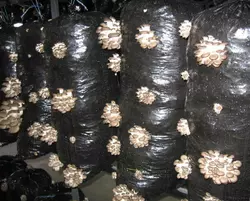 Пакет для грибного блока черный 37х100 см