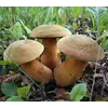 Зарощенный грибной блок белый гриб дубовик
