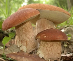 Зарощенный грибной блок польский гриб
