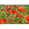 Семена Мак декоративный ( Насіння країни ) 0,3 г Семена Мак декоративный ( Насіння країни ) 0,3 г