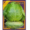 Семена капусты Парел F1 10 шт. Семена капусты Парел F1 10 шт.