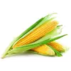 Семена кукурузы Вега 0.5 кг