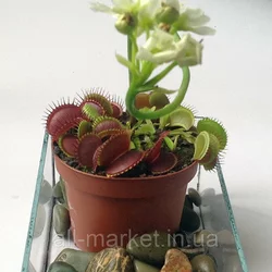 Семена Венериной мухоловки 5 шт. Семена Венериной мухоловки 5 шт.