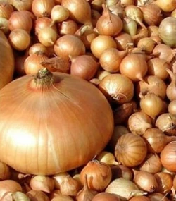 Лук севок Штутти (Shtutti) - 1 кг Лук севок Штутти (Shtutti) - 1 кг