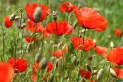 Семена Мак декоративный ( Насіння країни ) 0,3 г Семена Мак декоративный ( Насіння країни ) 0,3 г