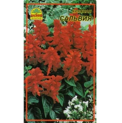 Семена Сальвия красная 0,1 г (Насіння країни) Семена Сальвия красная 0,1 г (Насіння країни)