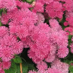 Семена Агератум розовый 1000 шт. (Насіння країни) Семена Агератум розовый 1000 шт. (Насіння країни)