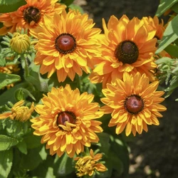 Семена Рудбекия 0.2 г ( Насіння країни ) Семена Рудбекия 0.2 г ( Насіння країни )