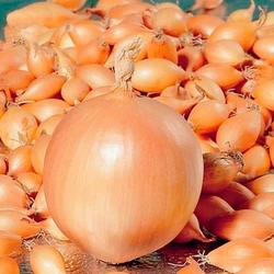 Лук севок Центурион - 0,5 кг Лук севок Центурион - 0,5 кг