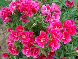 Семена Годеция 0.2 г Семена Годеция 0.2 г