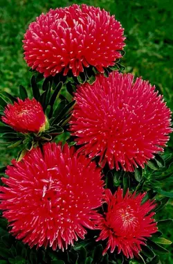 Семена Астра Дюшес 0,3 г (Насіння країни) Семена Астра Дюшес 0,3 г (Насіння країни)