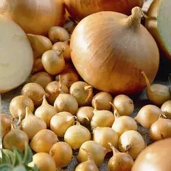 Лук севок Радар (Radar) - 0,5 кг Лук севок Радар (Radar) - 0,5 кг