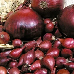 Лук севок Ред Барон 0,5 кг Лук севок Ред Барон 0,5 кг