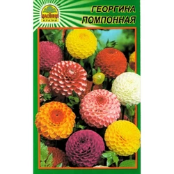 Семена Георгина помпонная 15 шт. (Насіння країни) Семена Георгина помпонная 15 шт. (Насіння країни)