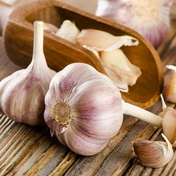 Чеснок посадочный Germidour (Гермидор) 100 г Чеснок посадочный Germidour (Гермидор) 100 г