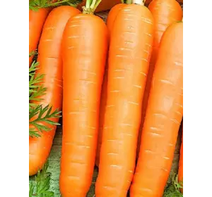 Семена моркови Флакке 0,5 кг