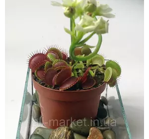 Семена Венериной мухоловки 5 шт. Семена Венериной мухоловки 5 шт.