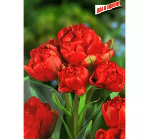 Тюльпан Махровый + Многоцветковый Toronto Double