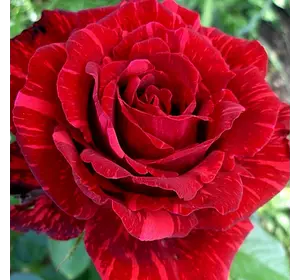 Роза чайно-гибридная Ред интуишн (Red Intuition)