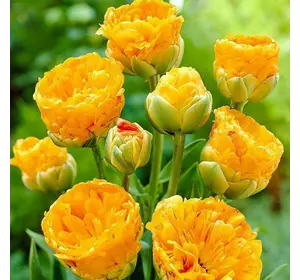 Тюльпан Махровый + Многоцветковый Double Beauty of Apeldoorn 1 шт.
