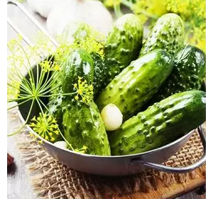 Семена огурца Гейм 0,5 кг Семена огурца Гейм 0,5 кг