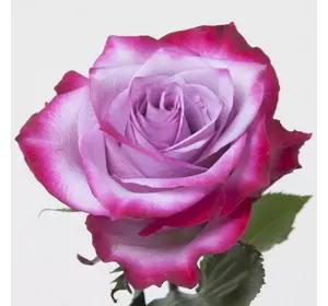 Роза чайно-гибридная Deep Purple