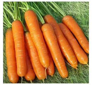 Семена моркови Нантская 0,5 кг