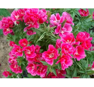 Семена Годеция 0.2 г Семена Годеция 0.2 г