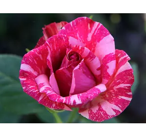 Роза чайно-гибридная Пинк Интуишин (Pink Intuition)