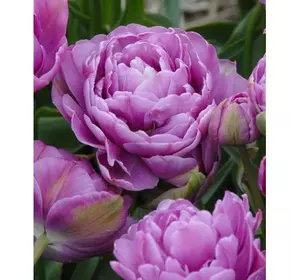 Тюльпан Махровый + Многоцветковый Lilac Perfection 1 шт.