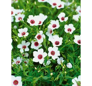 Семена  Лен белый ( Насіння країни ) 1 г Семена  Лен белый ( Насіння країни ) 1 г