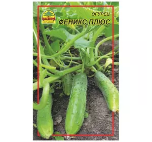 Семена огурца Феникс плюс 0,5 г (Насіння країни) Семена огурца Феникс плюс 0,5 г (Насіння країни)