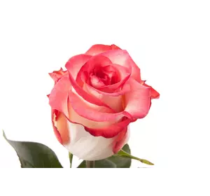 Роза чайно-гибридная Блаш (Blush)