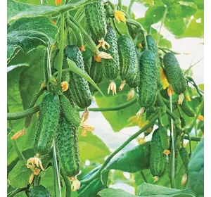 Семена огурца Эколь 5 шт. (Насіння країни) Семена огурца Эколь 5 шт. (Насіння країни)