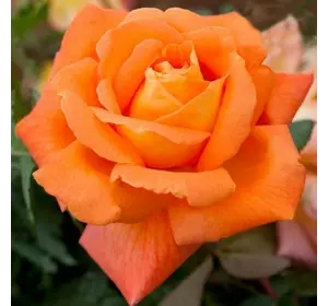 Роза чайно-гибридная Луи де Фюнес