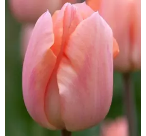 Тюльпан Триумф Apricot Beauty 1 шт.