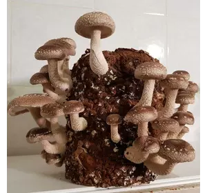 Грибной блок шиитаке 4 кг Грибной блок шиитаке 4 кг