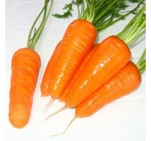 Семена моркови Шантане 0,5 кг