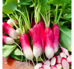 Семена редиса 18 дней 0,5 кг Семена редиса 18 дней 0,5 кг